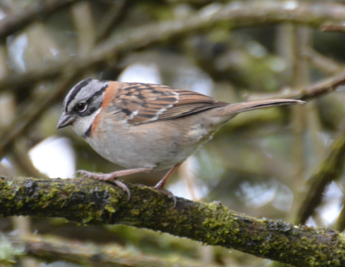 Rufous-collared Sparrow - ML646149379