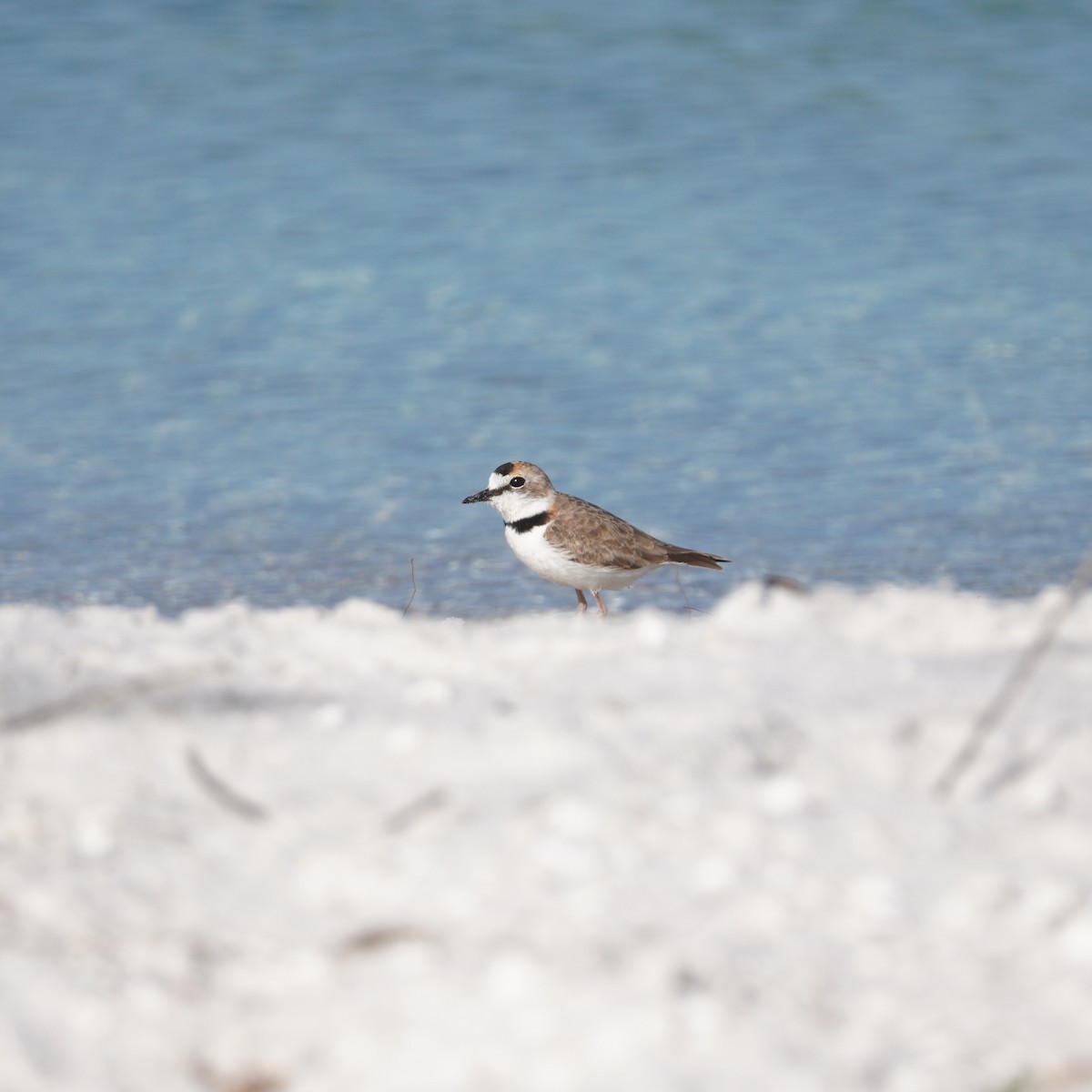 Collared Plover - ML646149380