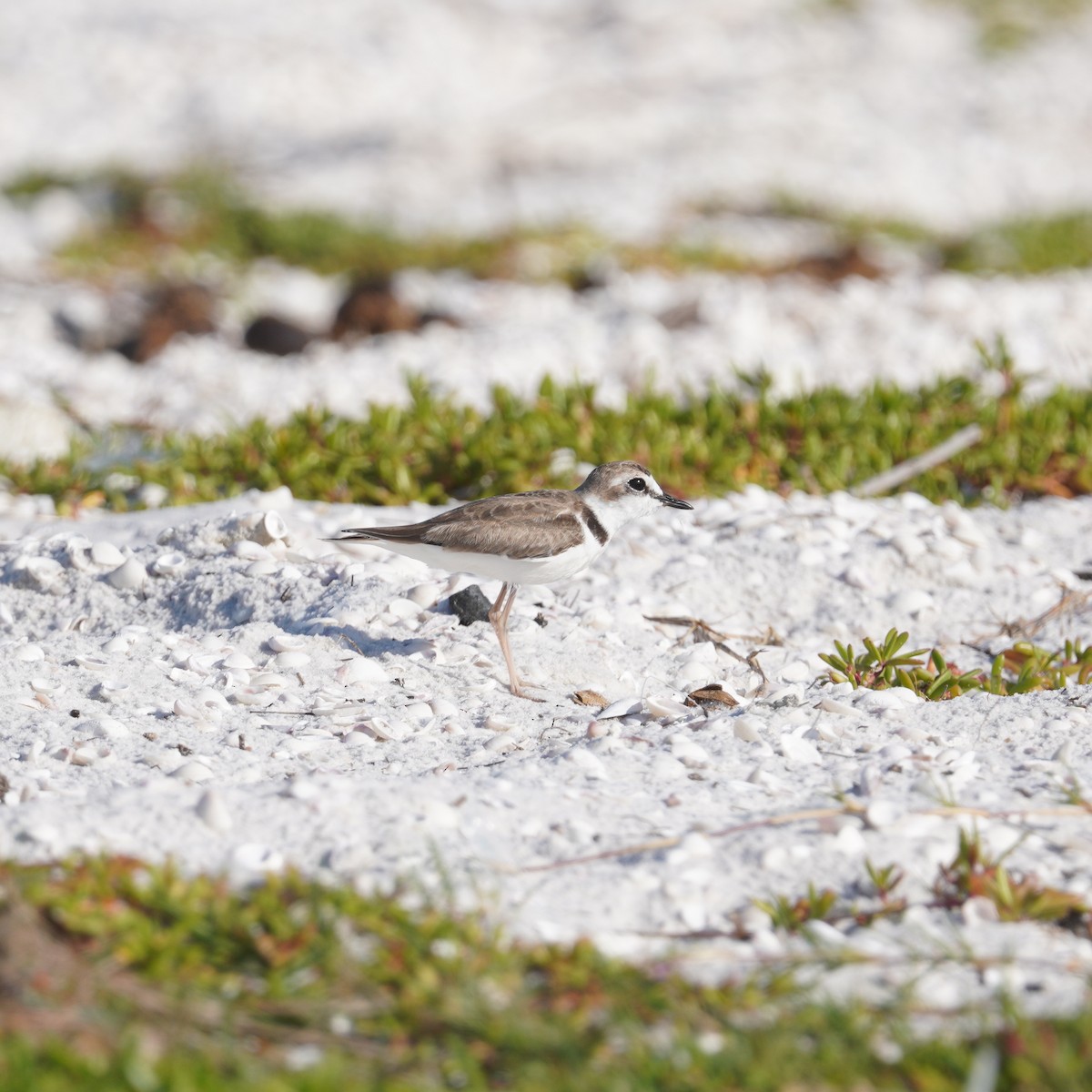 Collared Plover - ML646149381