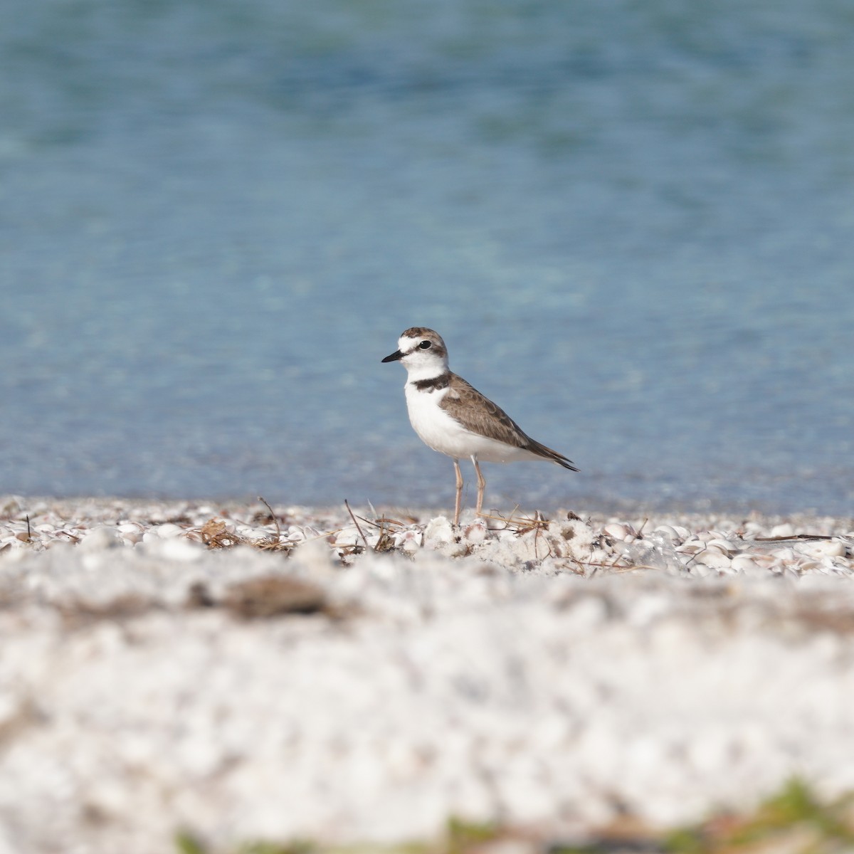 Collared Plover - ML646149382