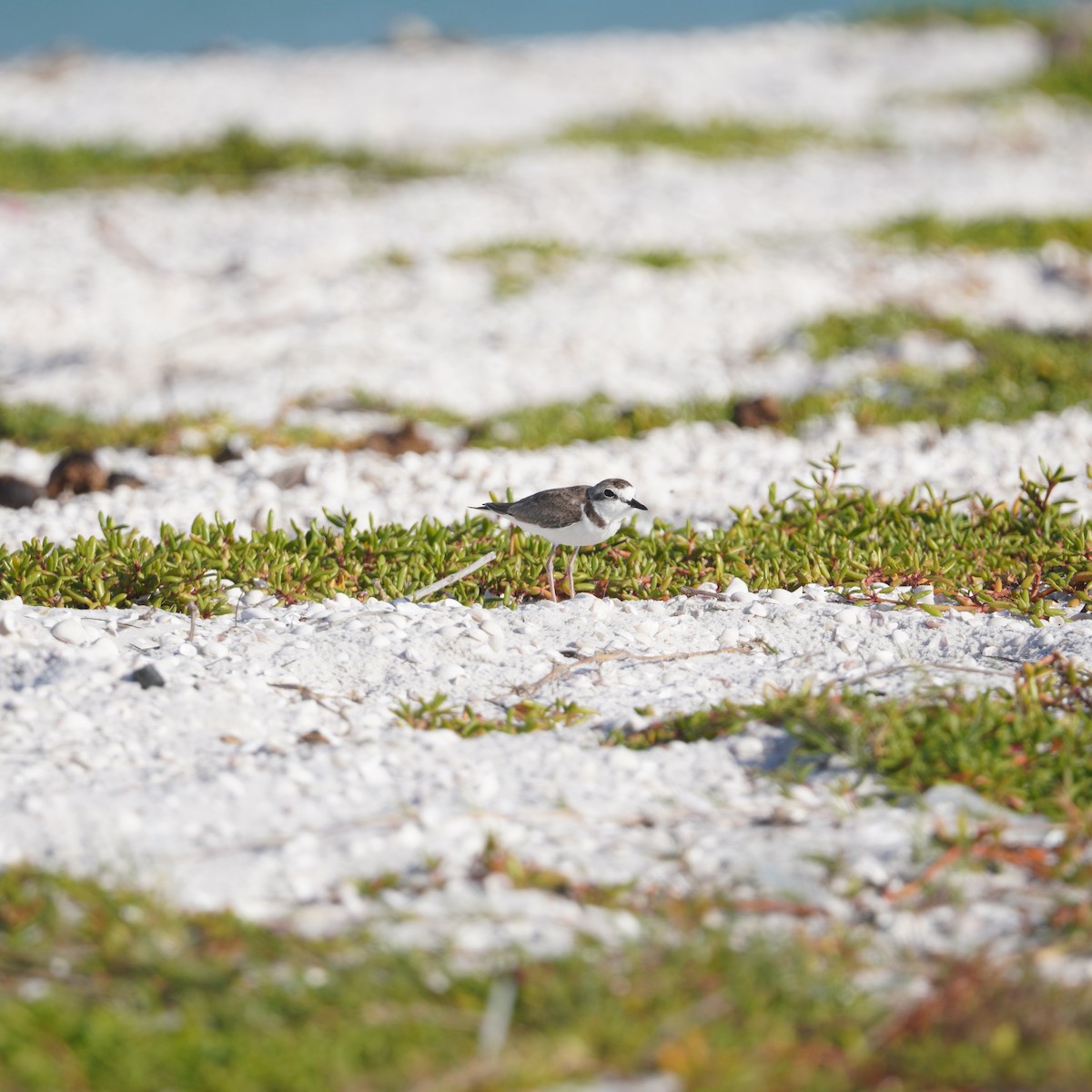Collared Plover - ML646149383