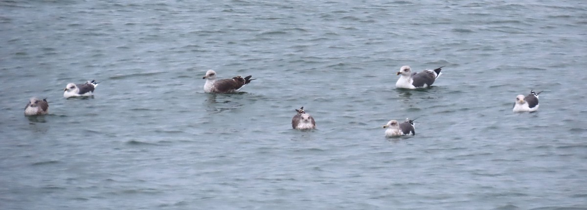 Great Black-backed Gull - ML646149384