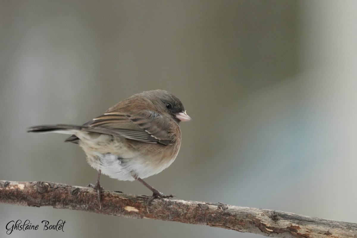 Dark-eyed Junco - ML646149387