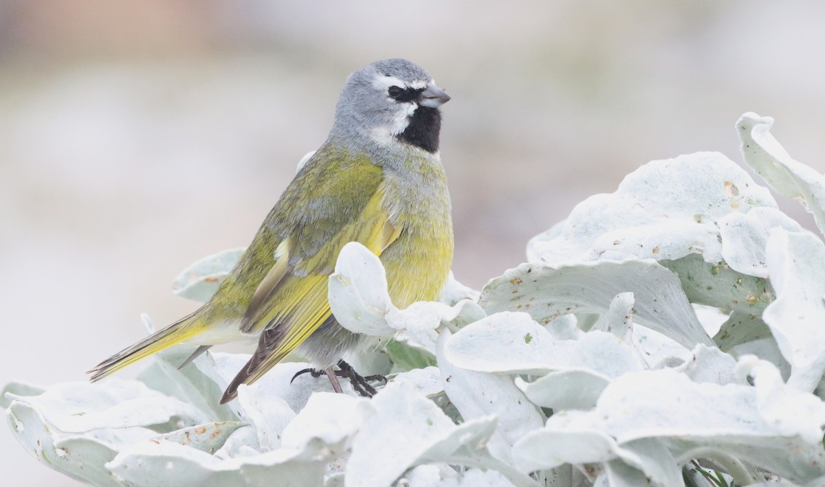 White-bridled Finch (Falkland) - ML646149389