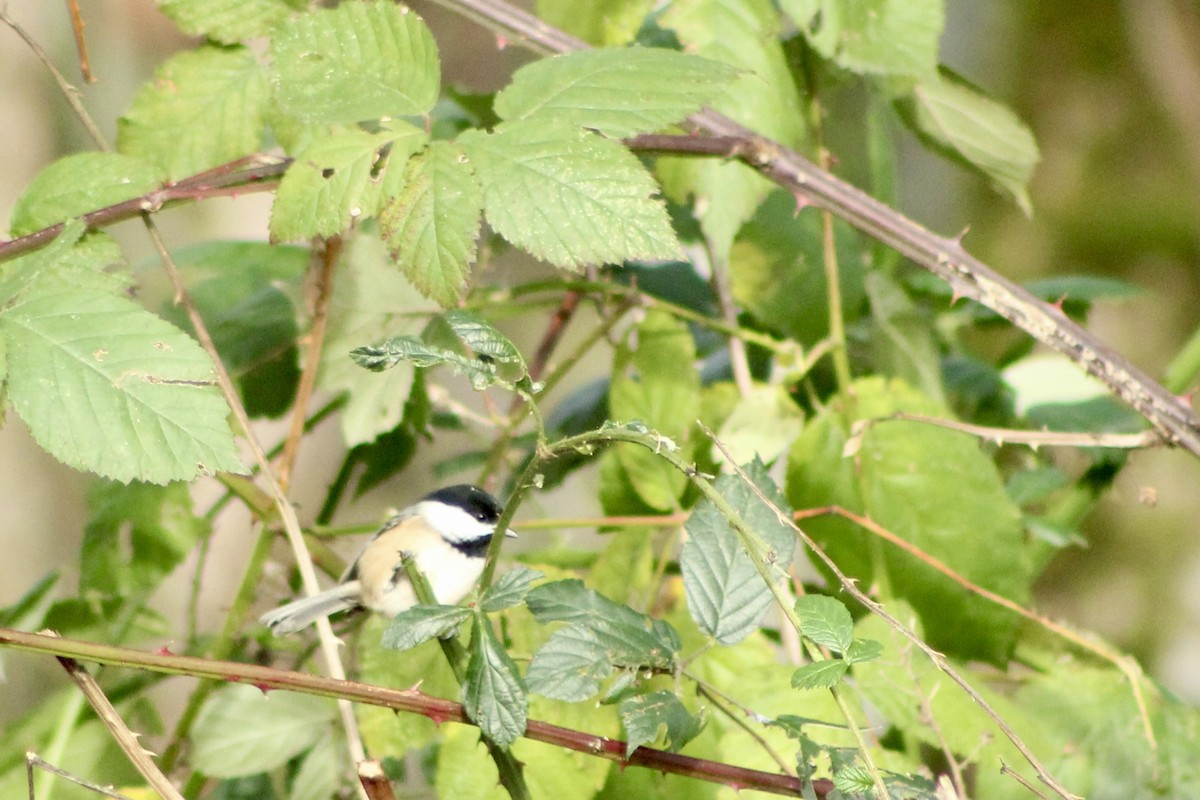 Black-capped Chickadee - ML646149391