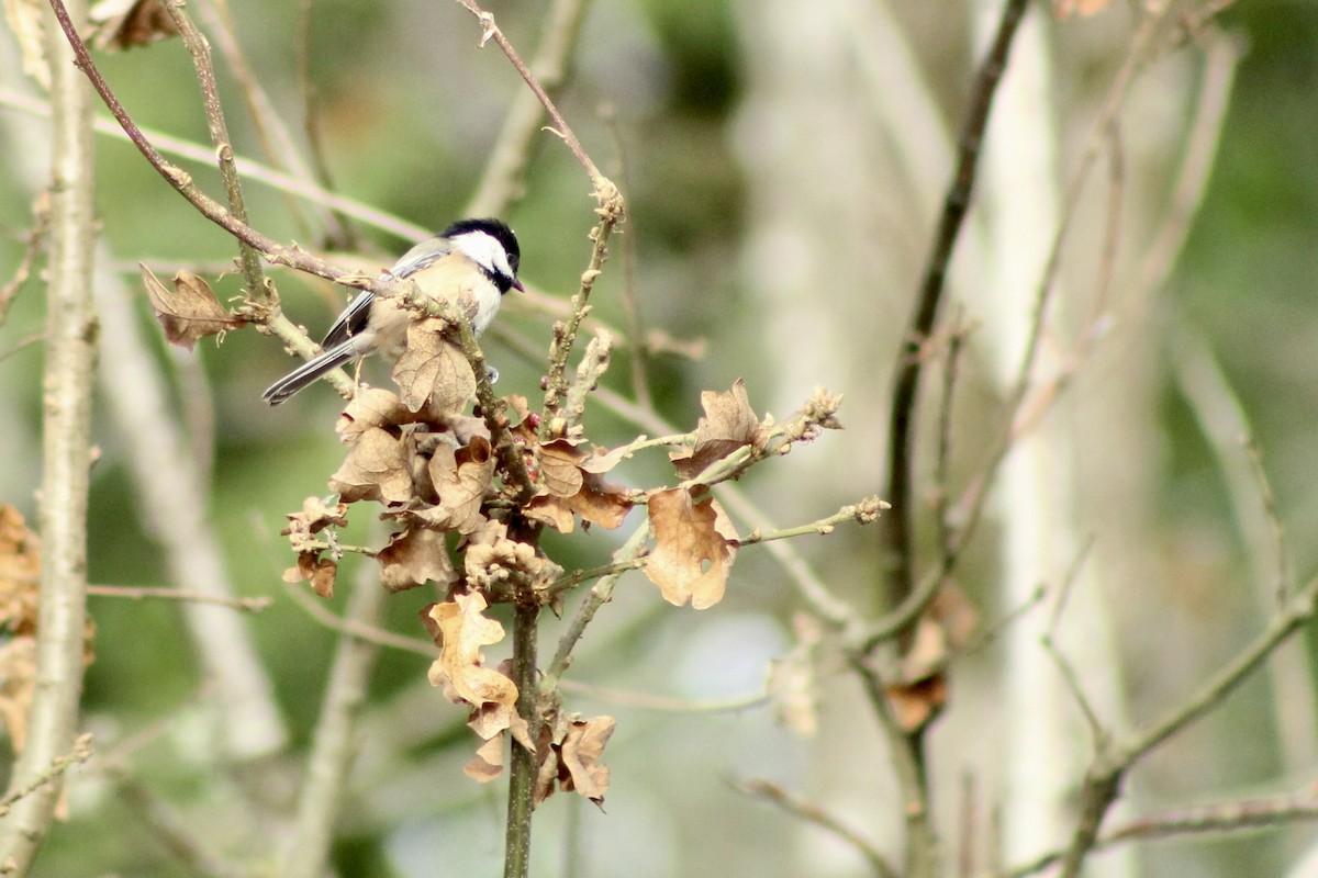 Black-capped Chickadee - ML646149392