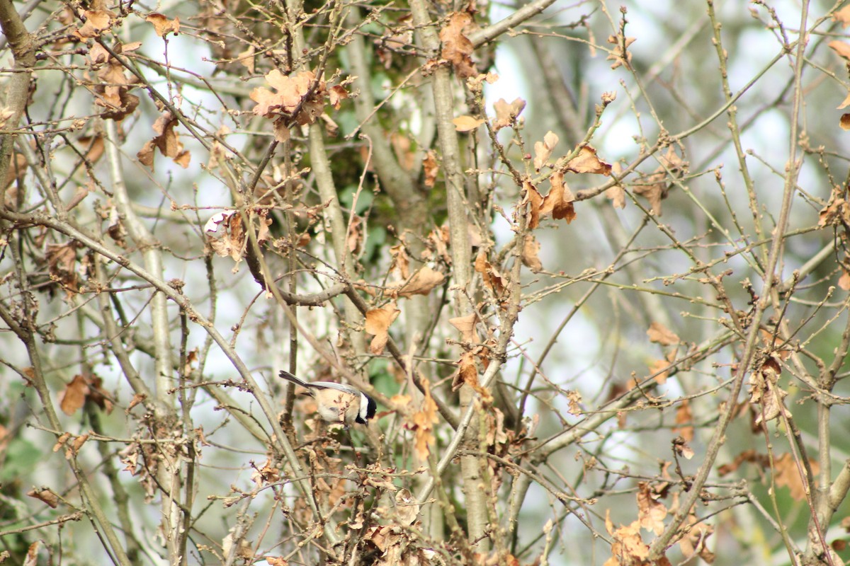 Black-capped Chickadee - ML646149393