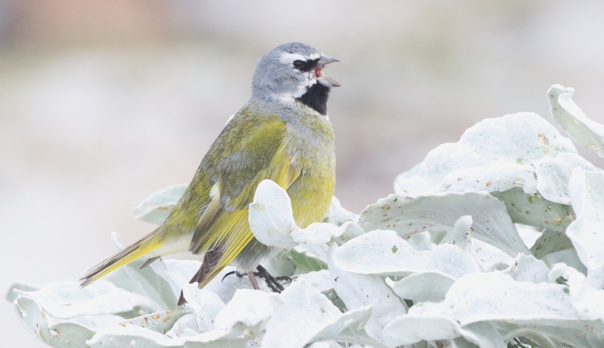 White-bridled Finch (Falkland) - ML646149400