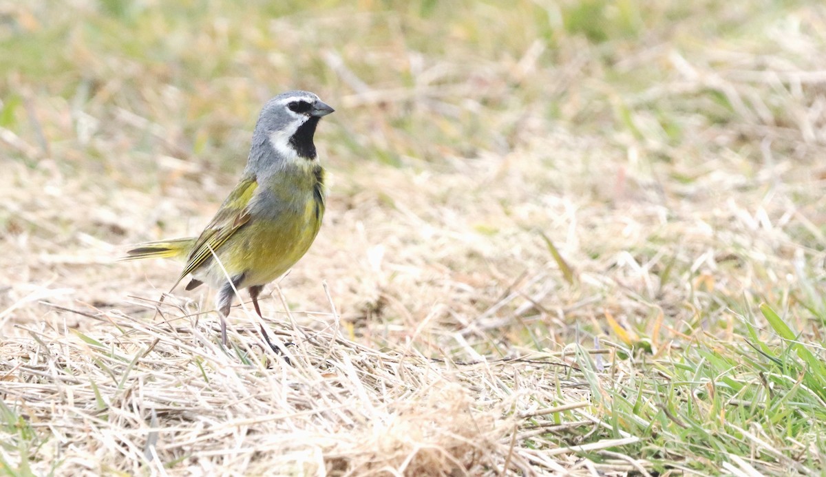 White-bridled Finch (Falkland) - ML646149407