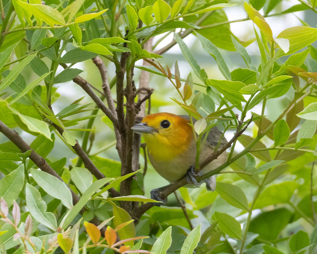 Orange-headed Tanager - ML646149410
