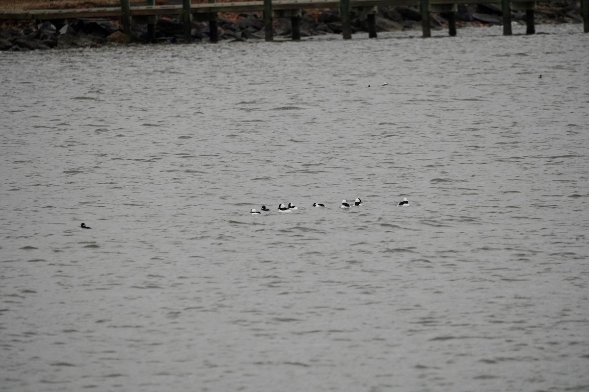 Bufflehead - ML646149411