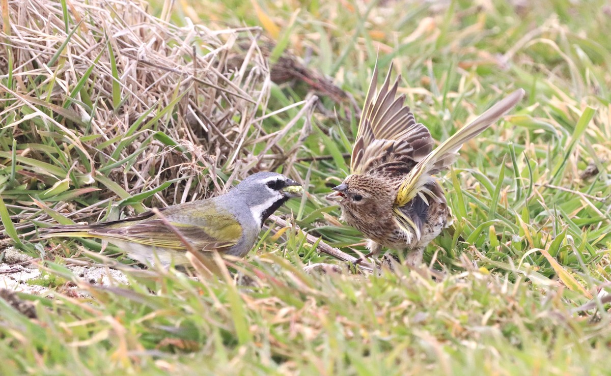 White-bridled Finch (Falkland) - ML646149412