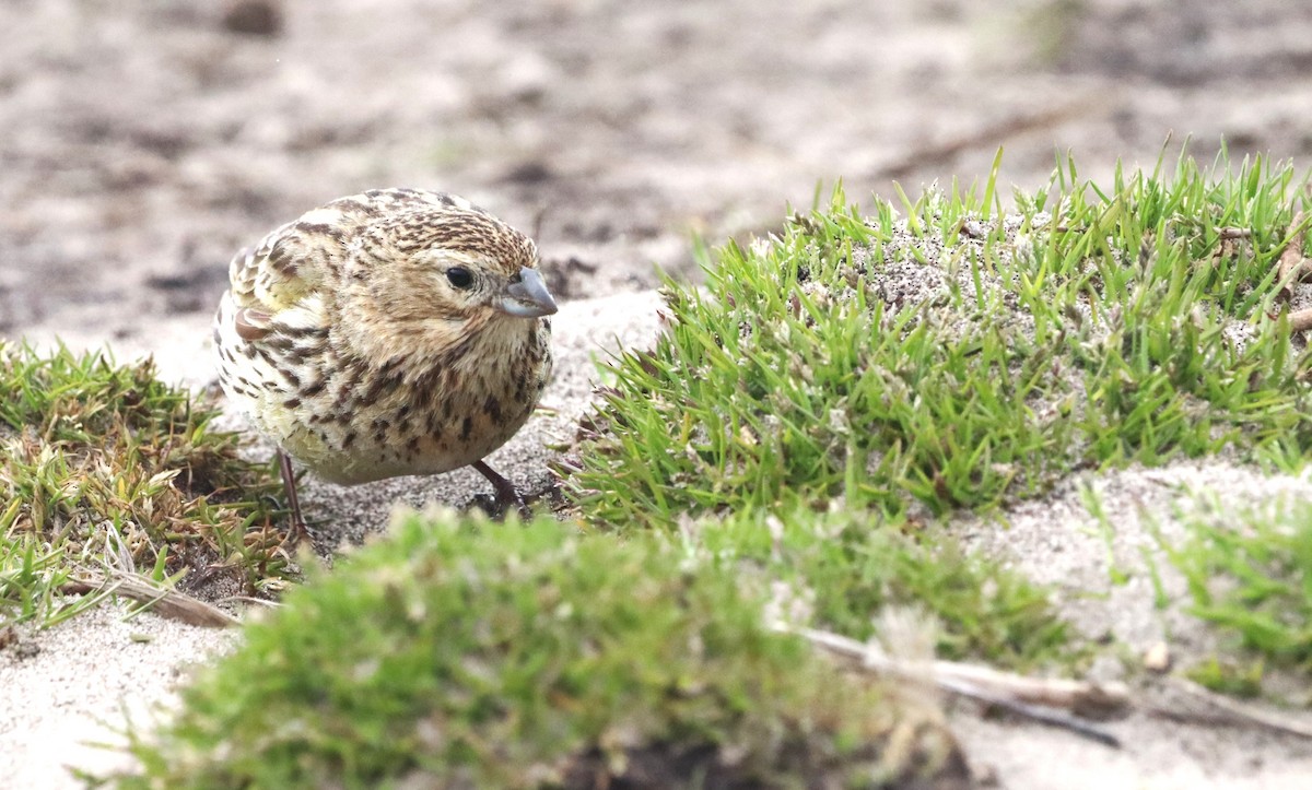 White-bridled Finch (Falkland) - ML646149414