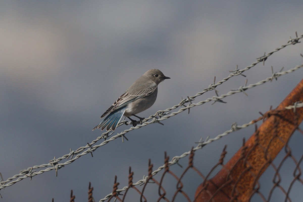 Mountain Bluebird - ML646149415