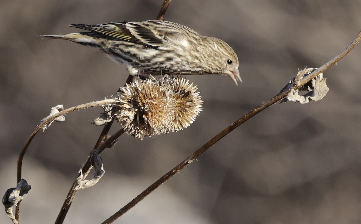 Pine Siskin - ML646149419