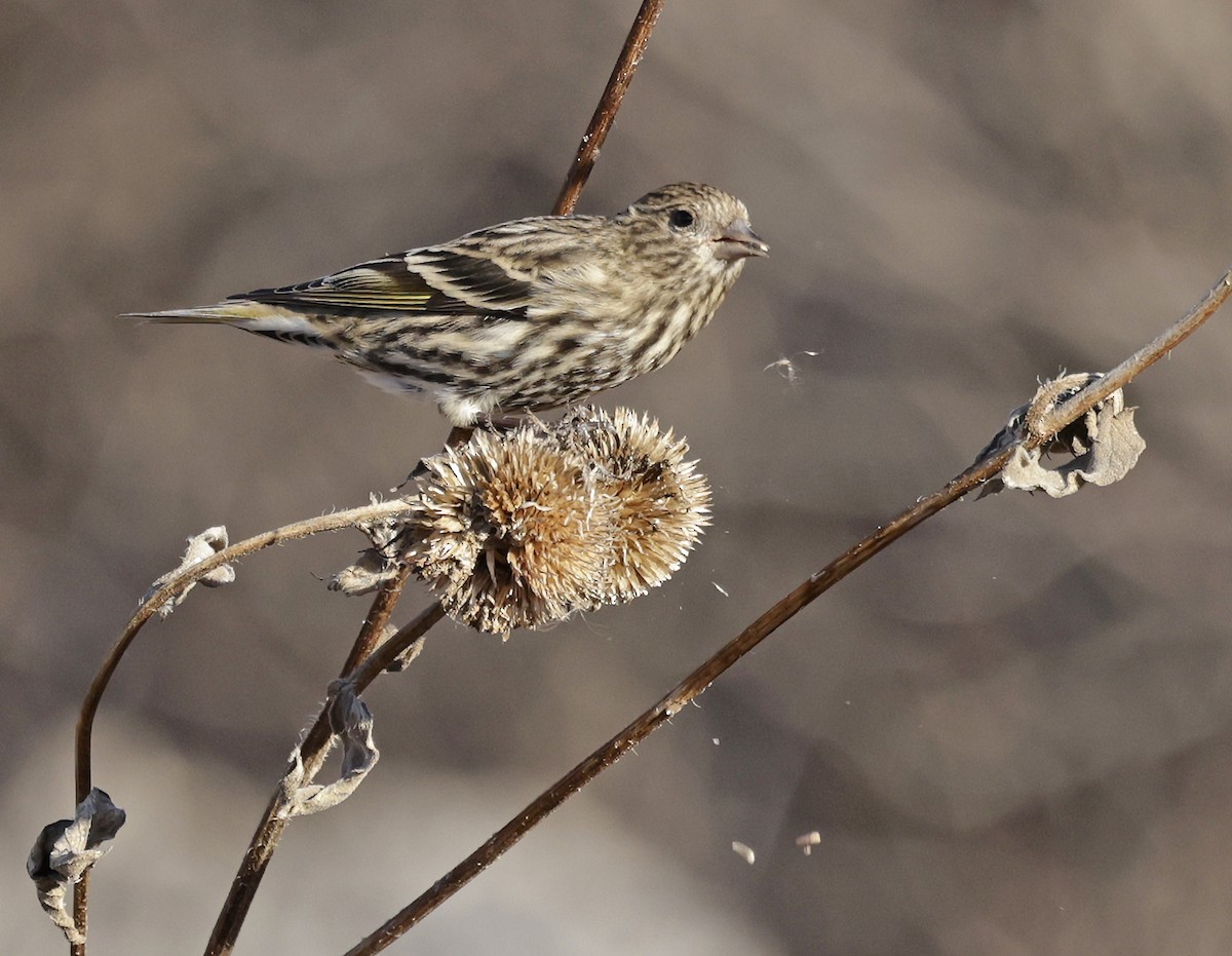 Pine Siskin - ML646149420