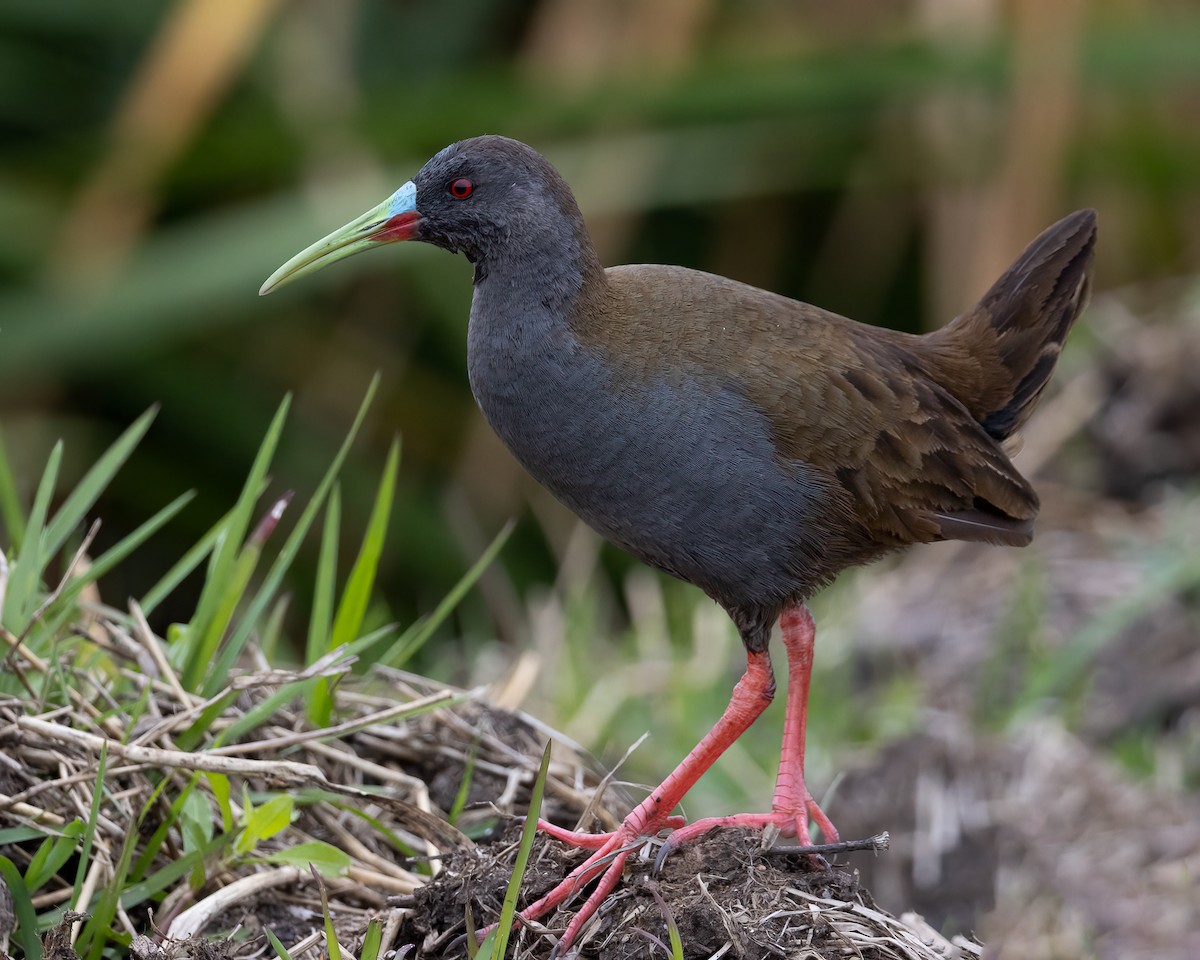 Plumbeous Rail - ML646149422
