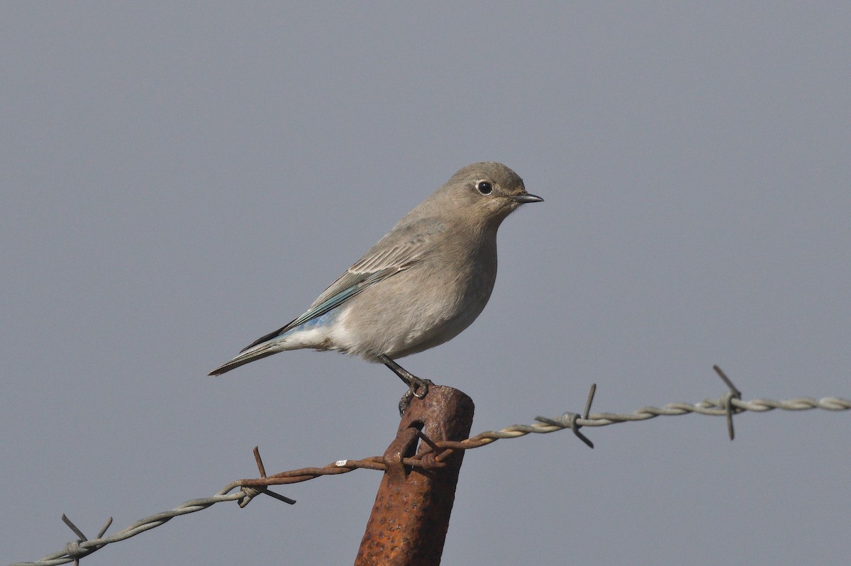 Mountain Bluebird - ML646149423