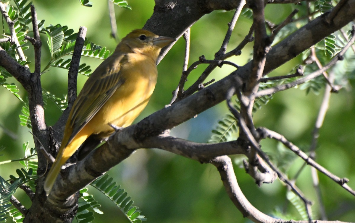 Summer Tanager - ML646149424