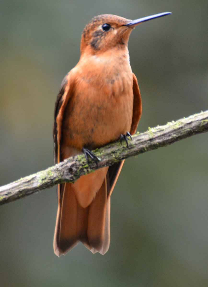 Shining Sunbeam - ML646149425