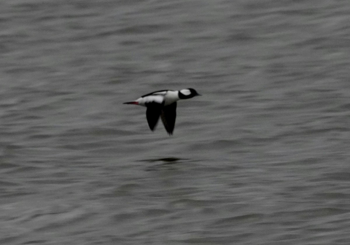 Bufflehead - ML646149426