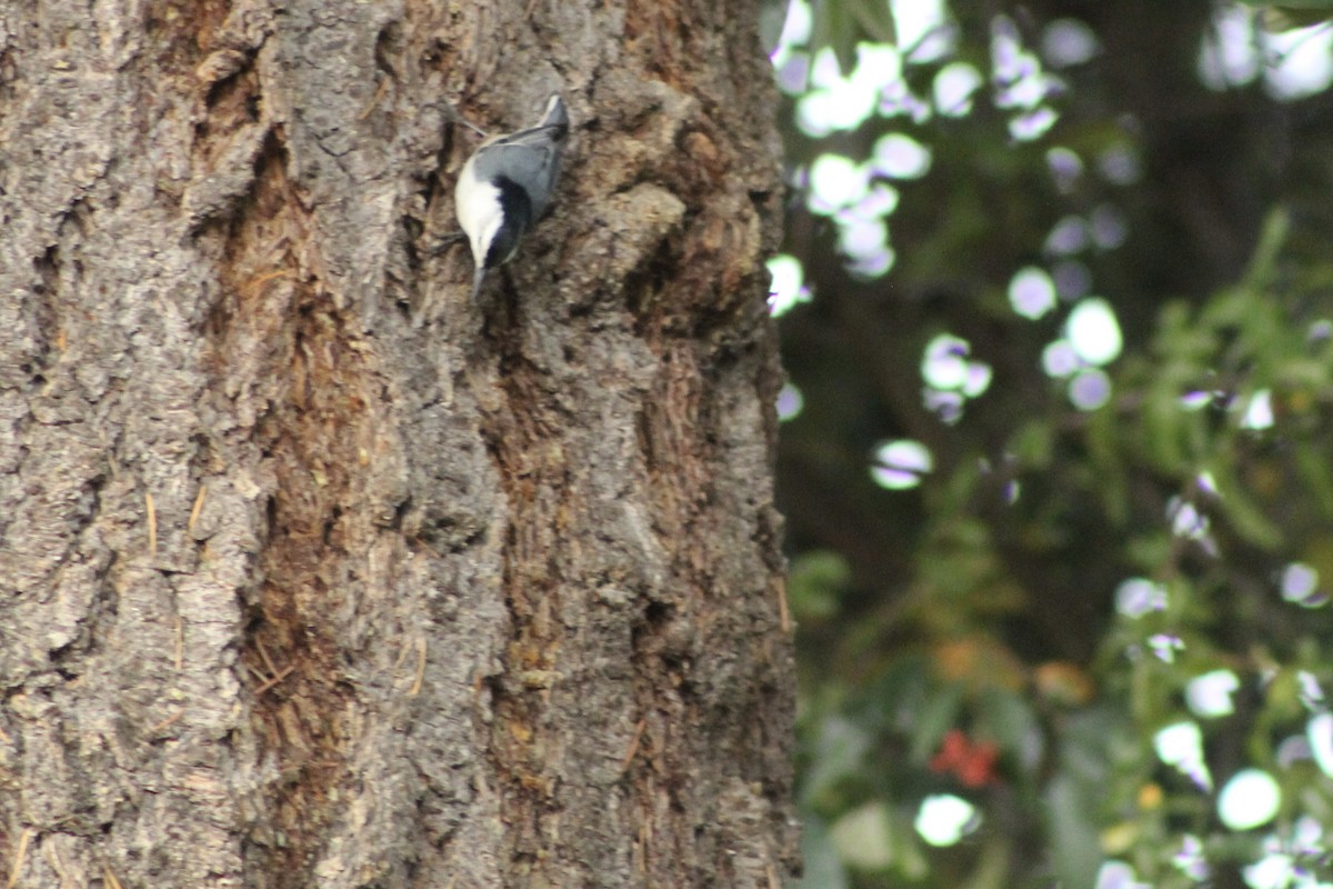 White-breasted Nuthatch - ML646149427