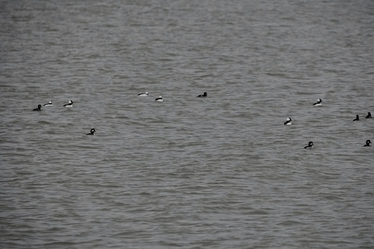 Bufflehead - ML646149428