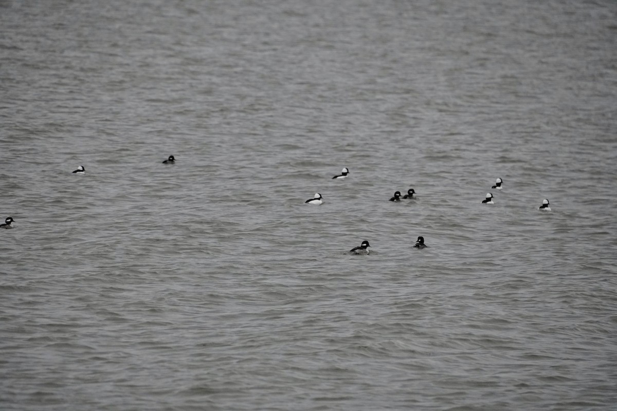 Bufflehead - ML646149429