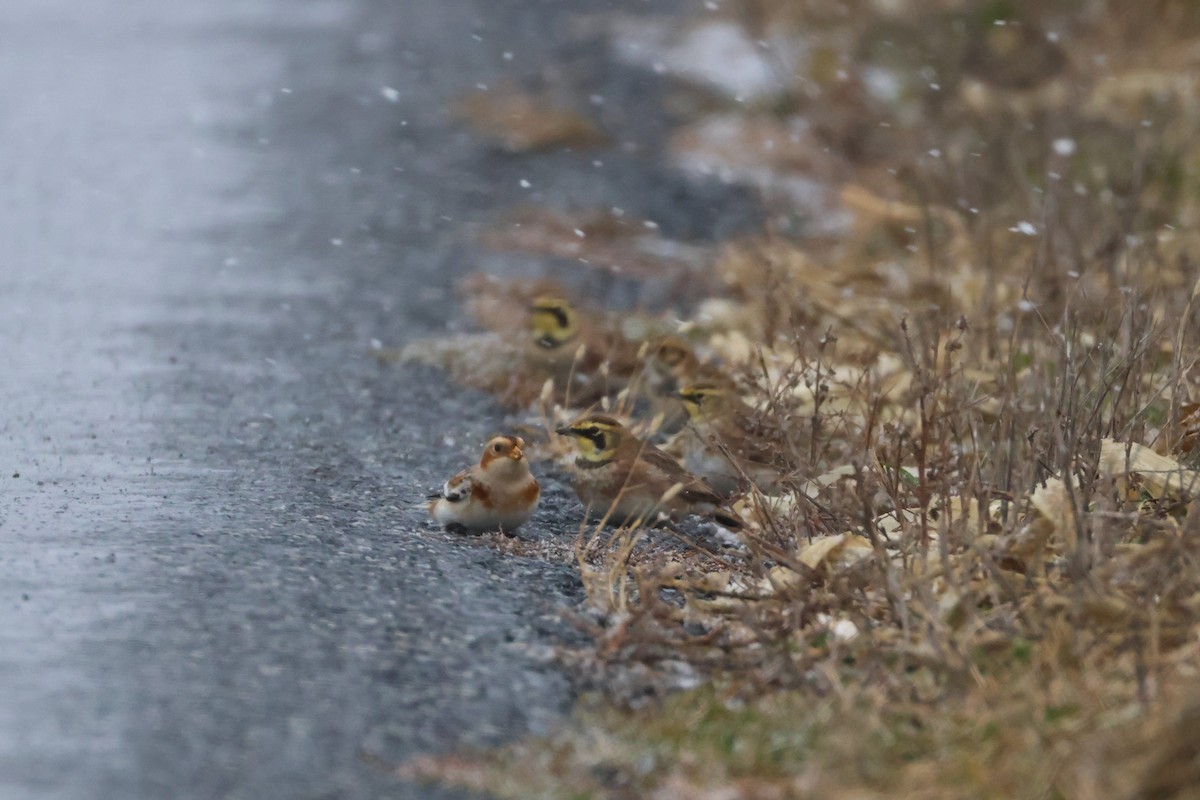 Schneeammer - ML646149430