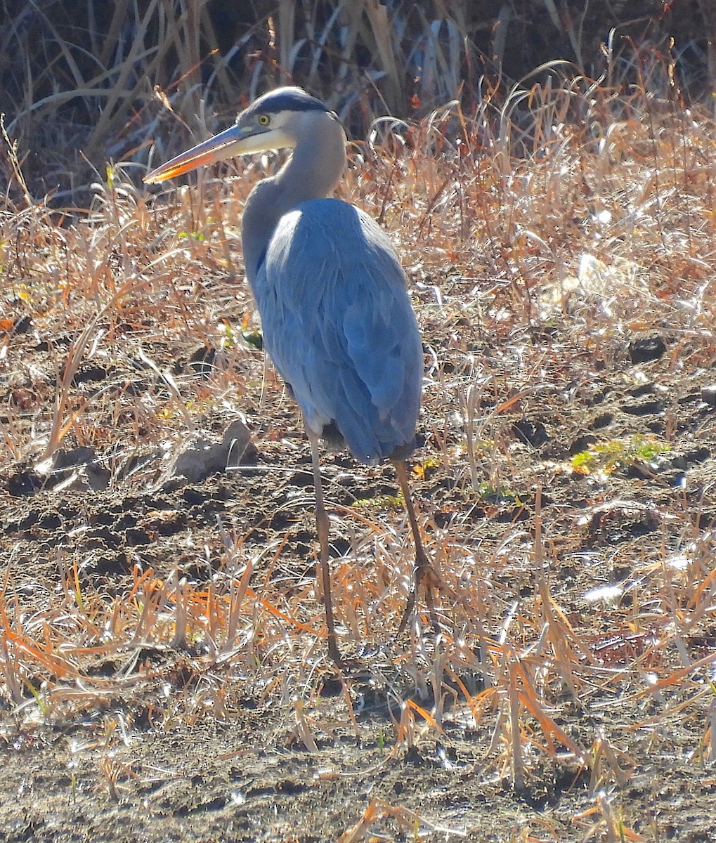 Great Blue Heron - ML646149447