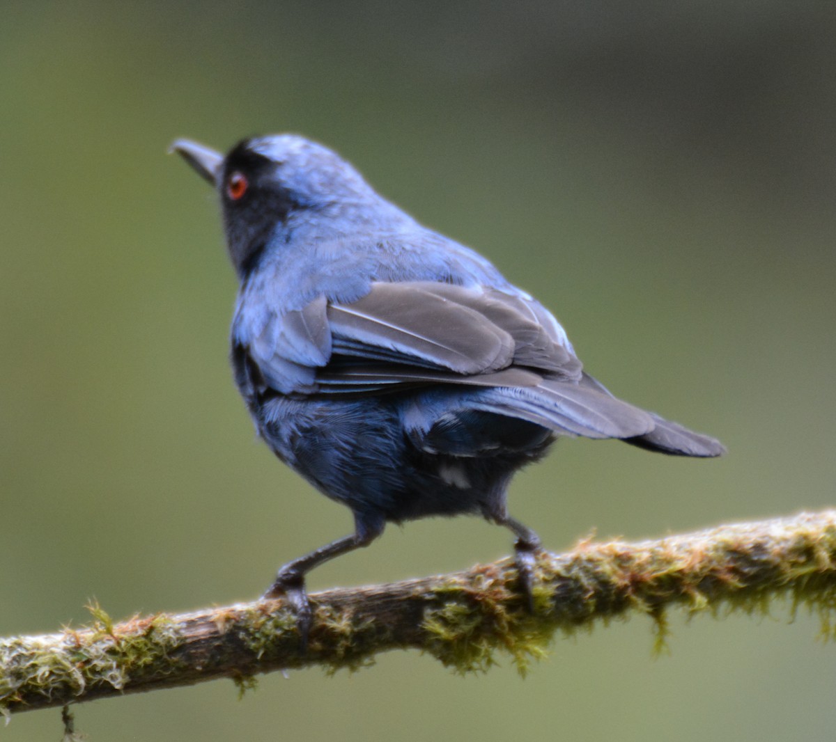 Masked Flowerpiercer - ML646149448