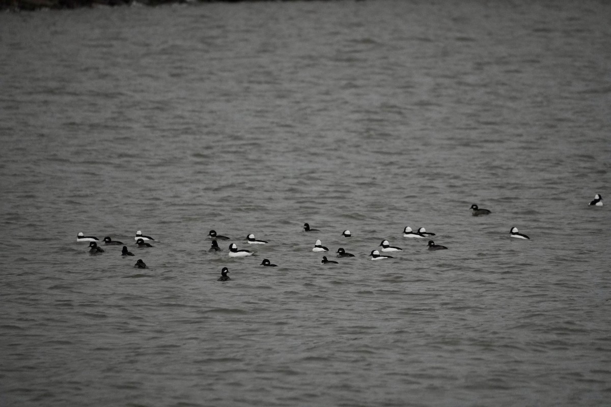 Bufflehead - ML646149451