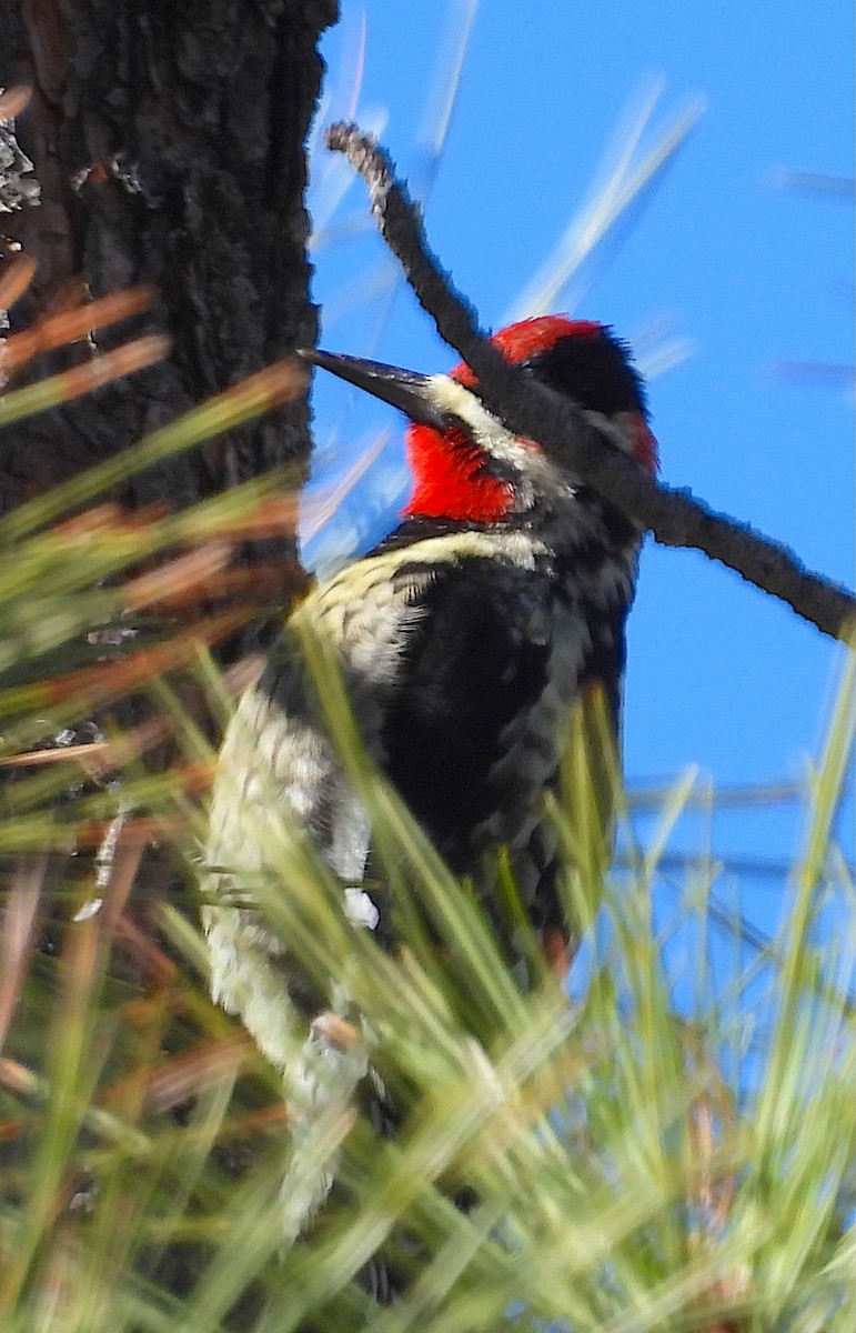 Red-naped Sapsucker - ML646149452