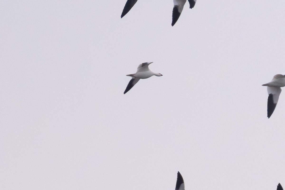 Ross's Goose - ML646149453