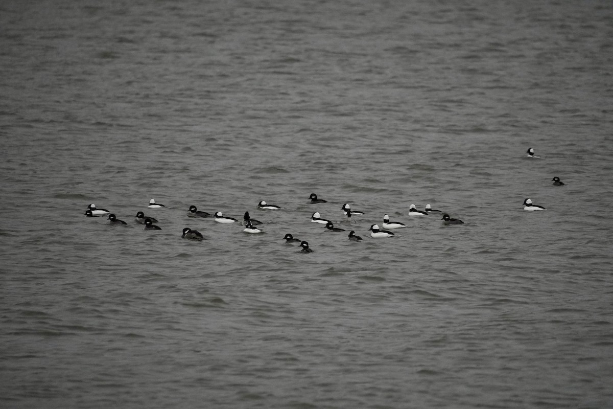 Bufflehead - ML646149454