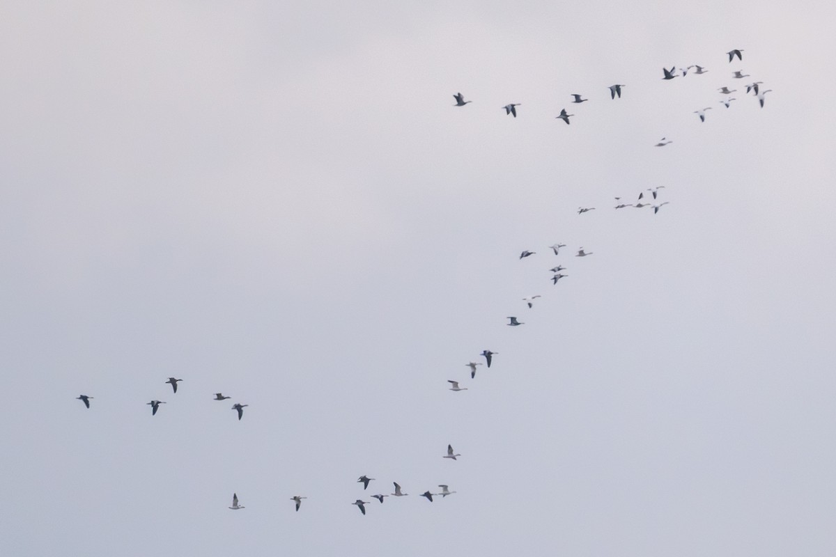 Snow Goose - ML646149455