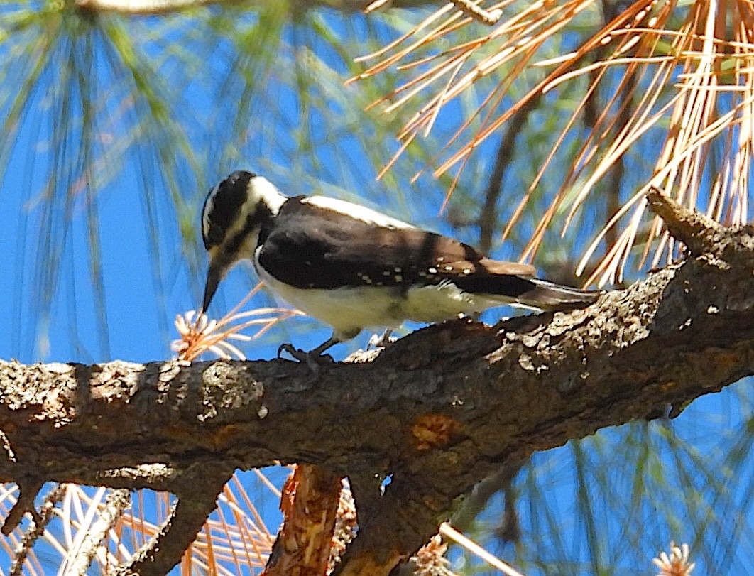 Hairy Woodpecker - ML646149457