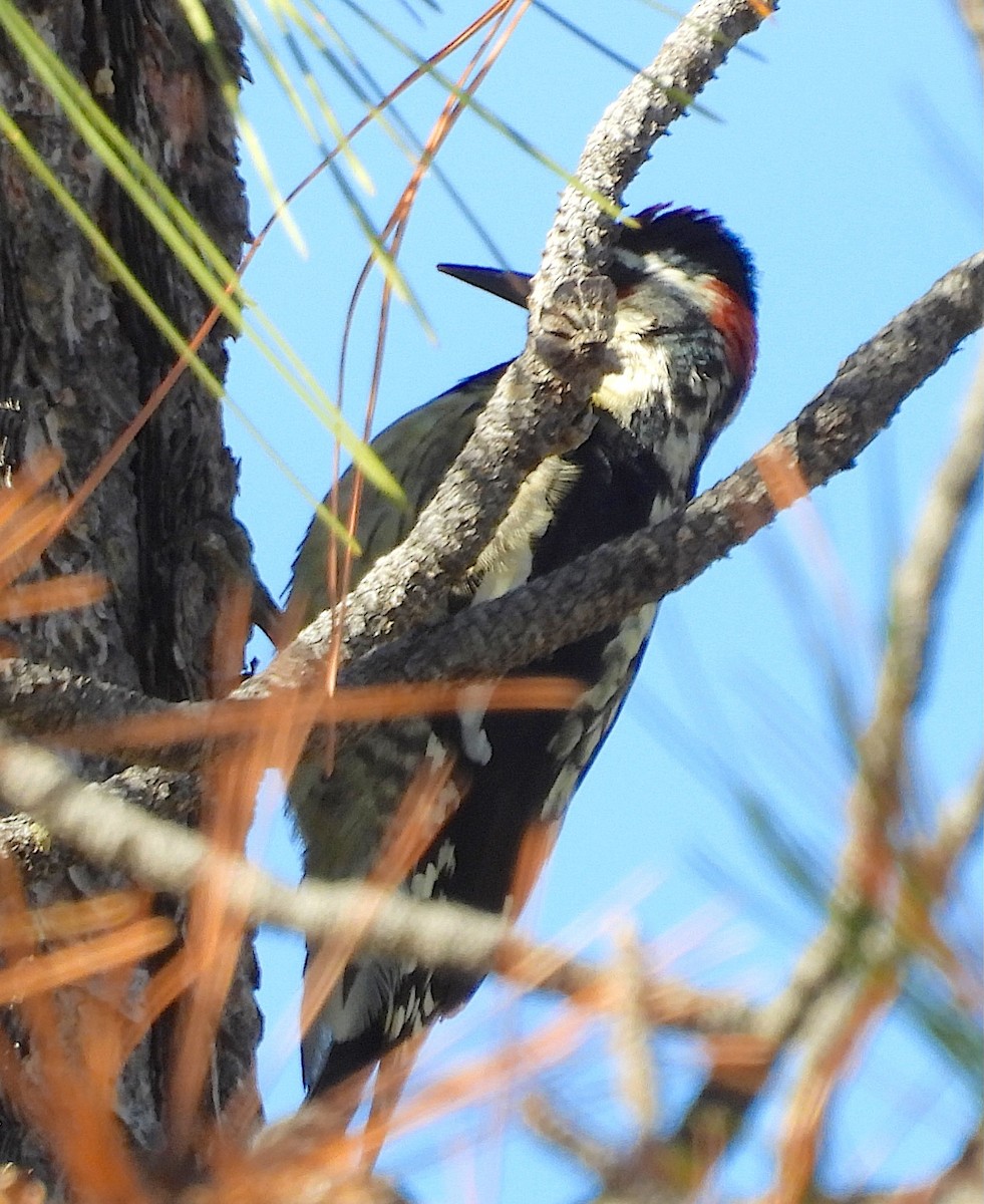 Hairy Woodpecker - ML646149458