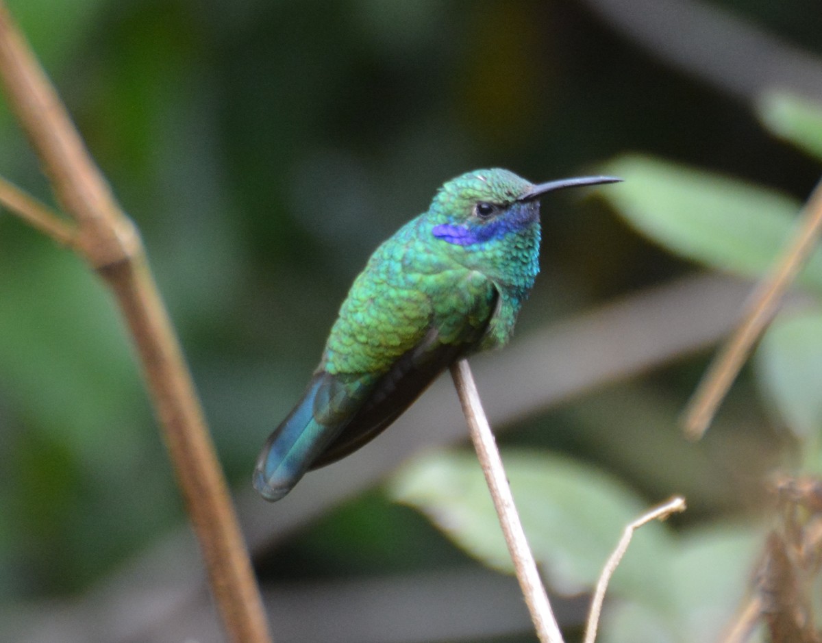 Sparkling Violetear - ML646149462