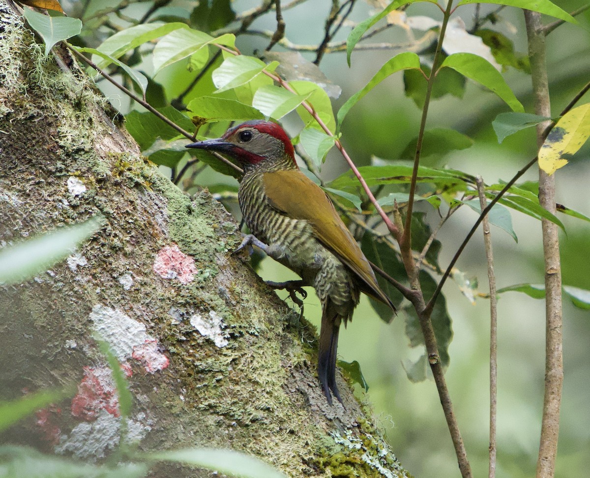 Golden-olive Woodpecker (Golden-olive) - ML646149463
