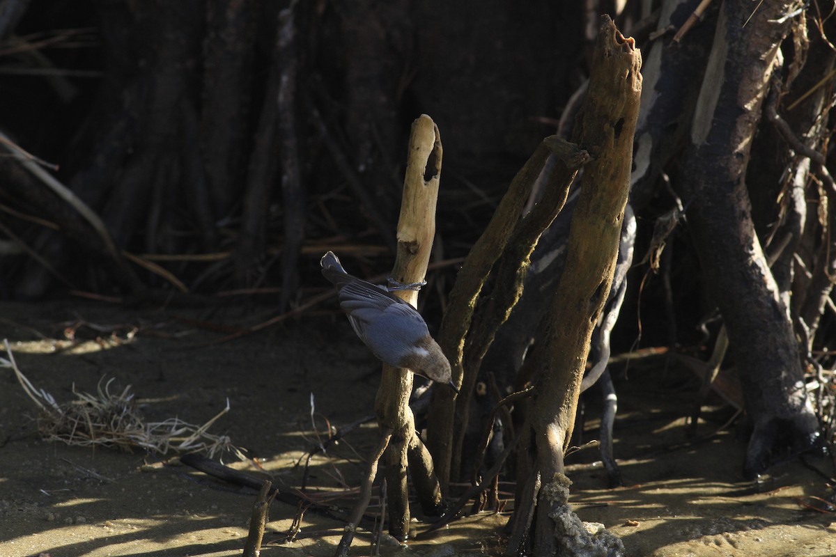 brhlík hnědohlavý - ML646149464