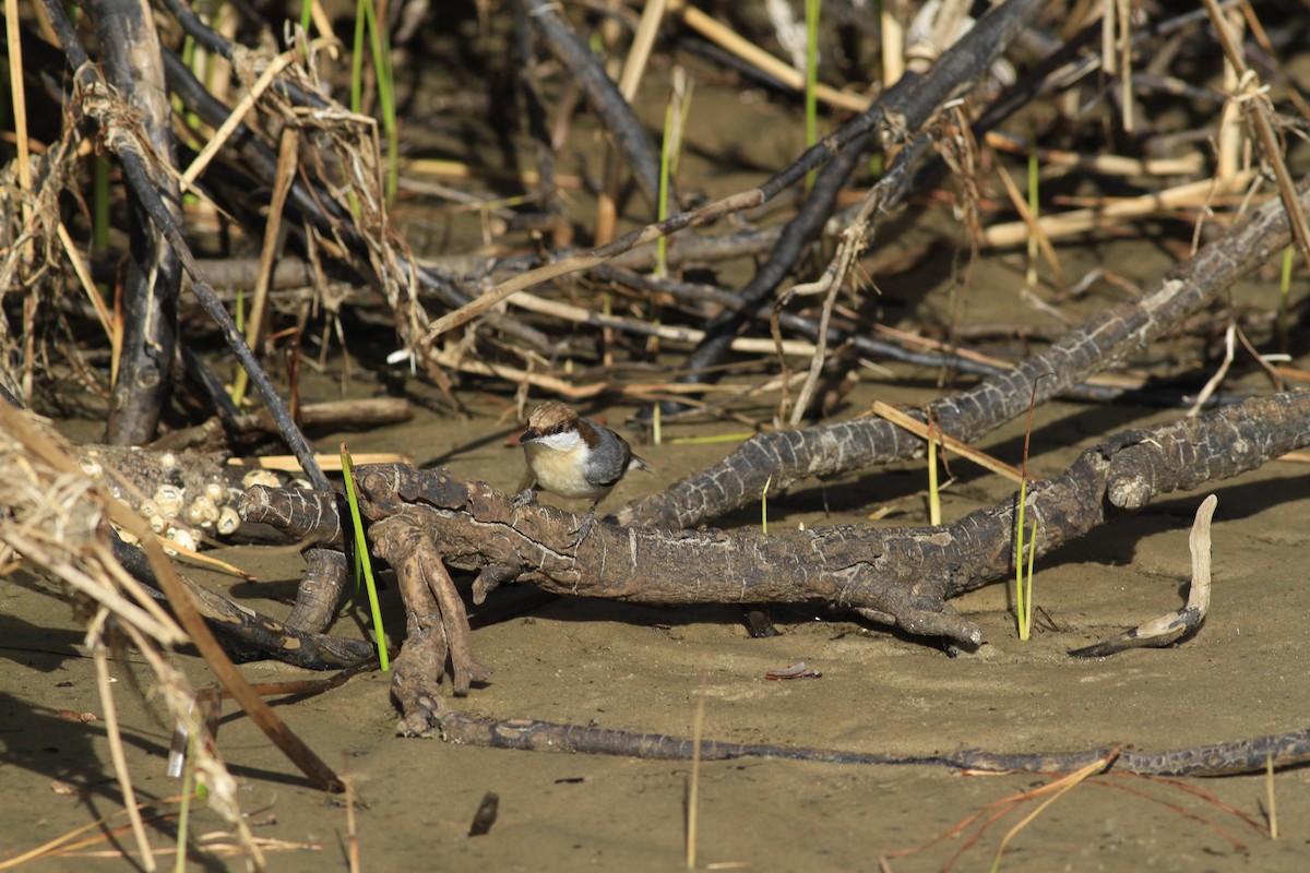 Brown-headed Nuthatch - ML646149465