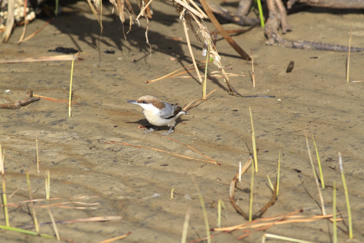 brhlík hnědohlavý - ML646149466