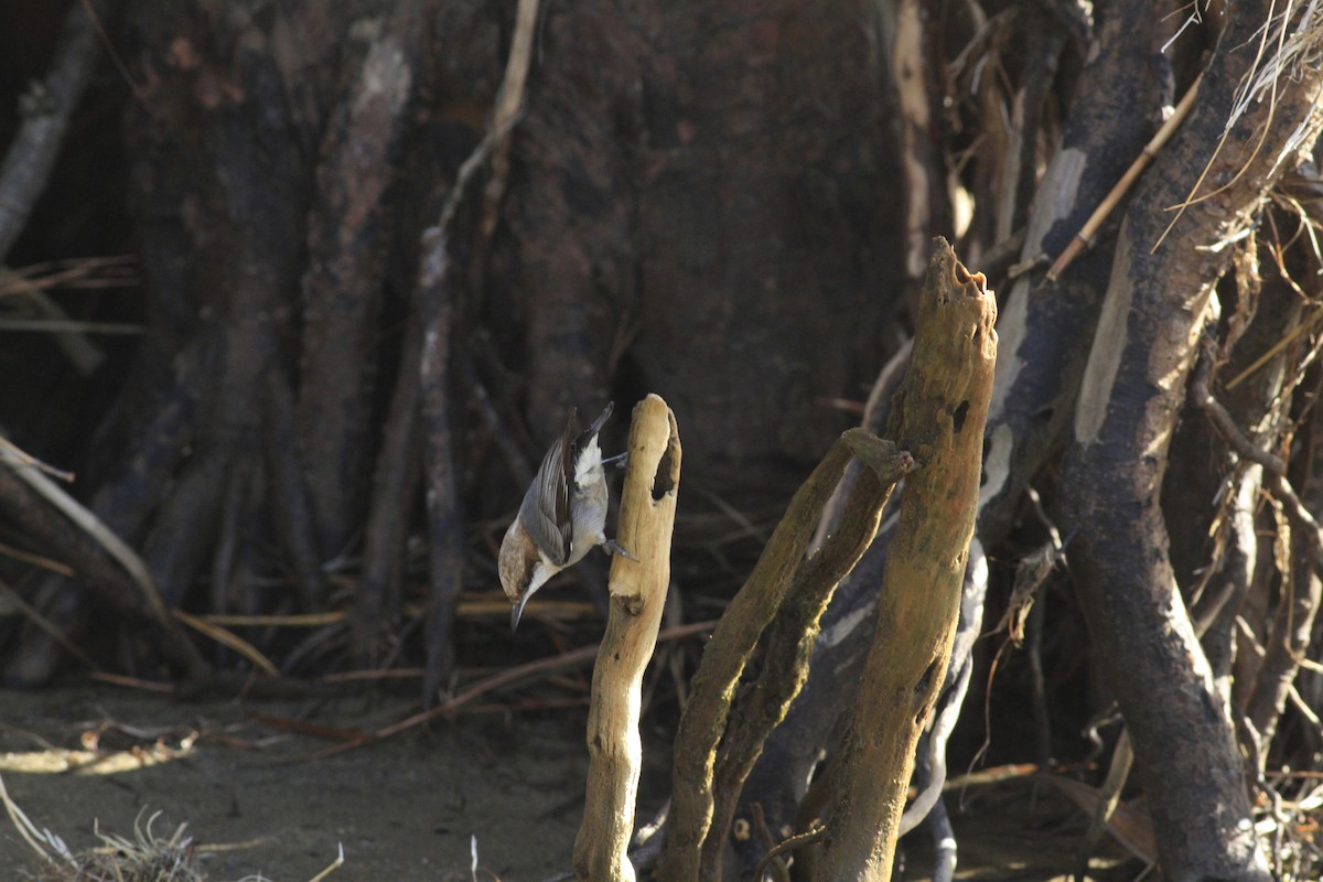 brhlík hnědohlavý - ML646149467