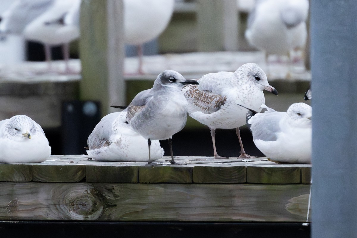 racek karibský - ML646149468