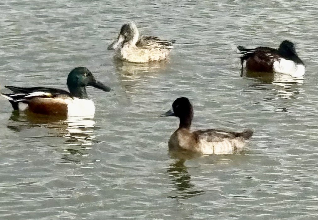 Ring-necked Duck - ML646149469