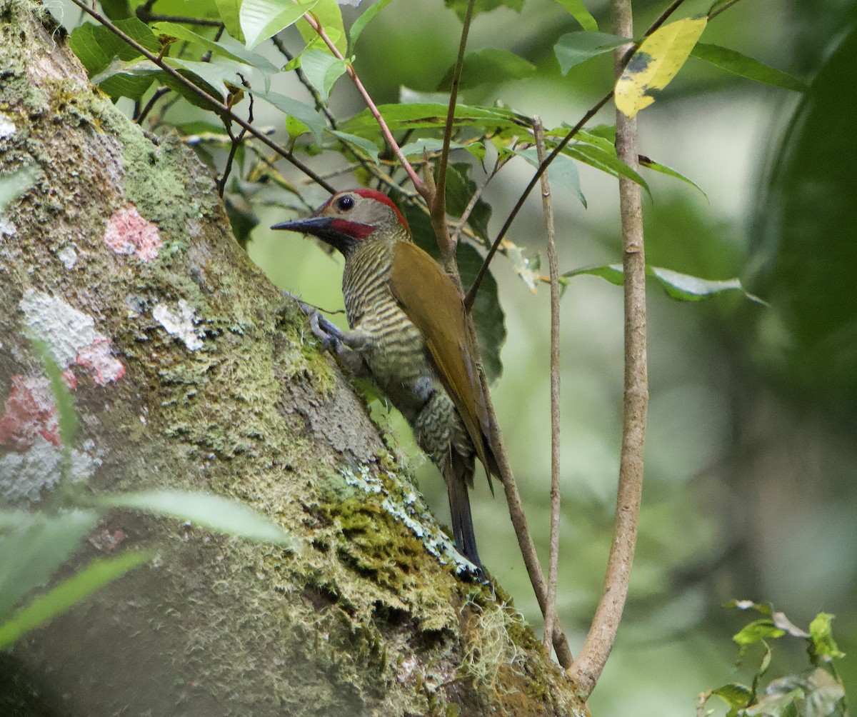 Golden-olive Woodpecker (Golden-olive) - ML646149470