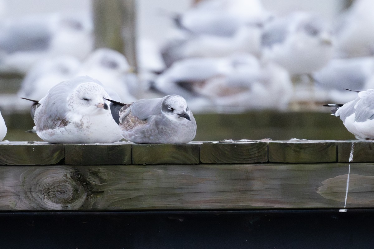 racek karibský - ML646149471