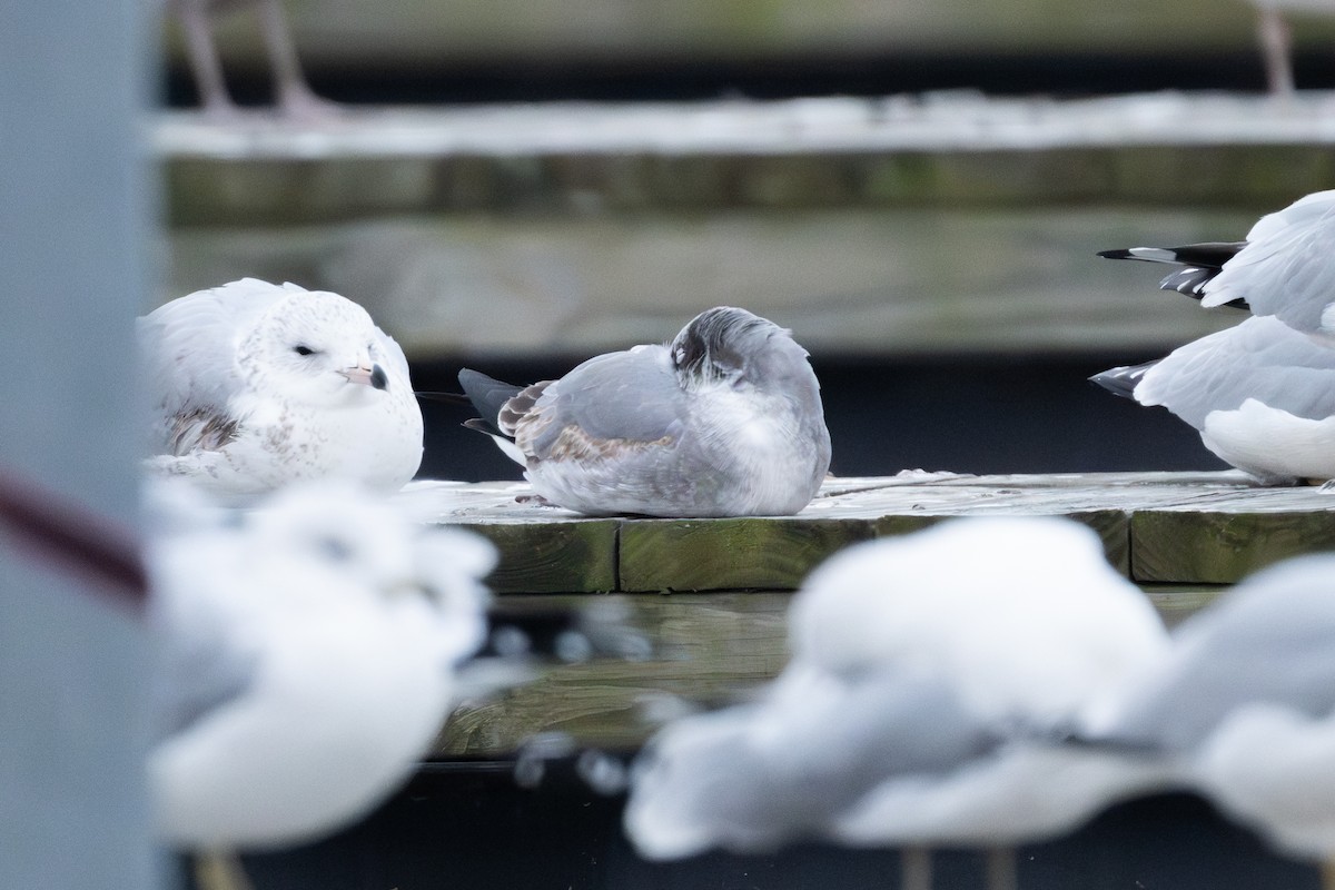 racek karibský - ML646149472