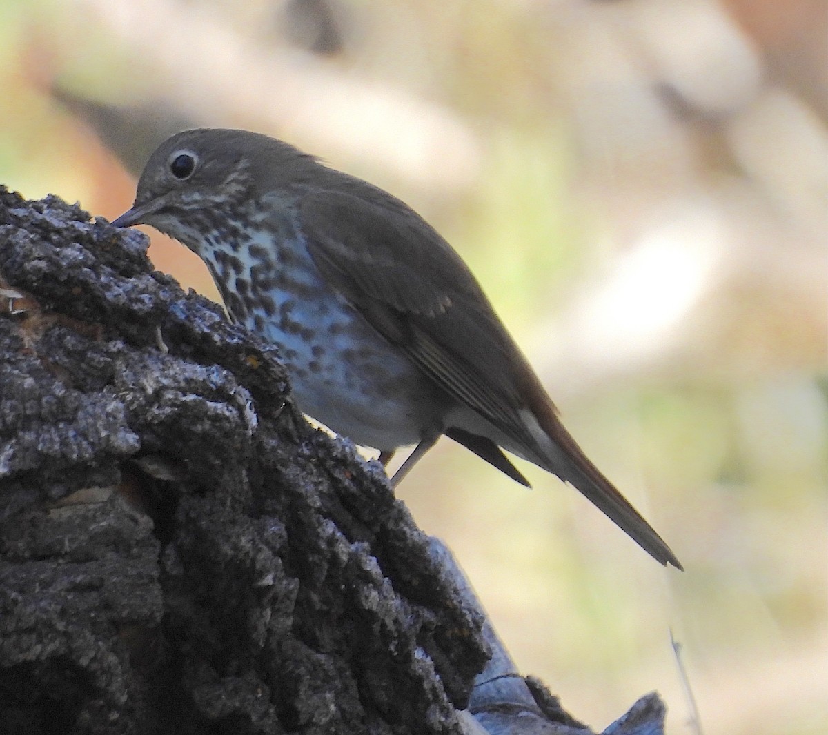 Hermit Thrush - ML646149473